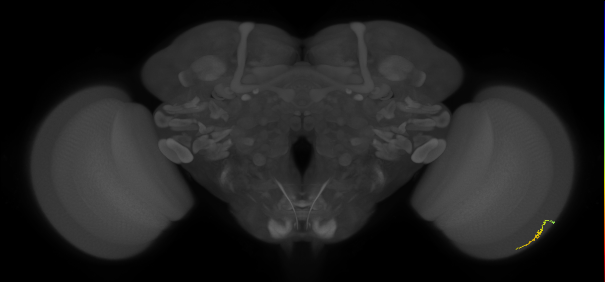 Dm3a_R (MaleCNS:133819)