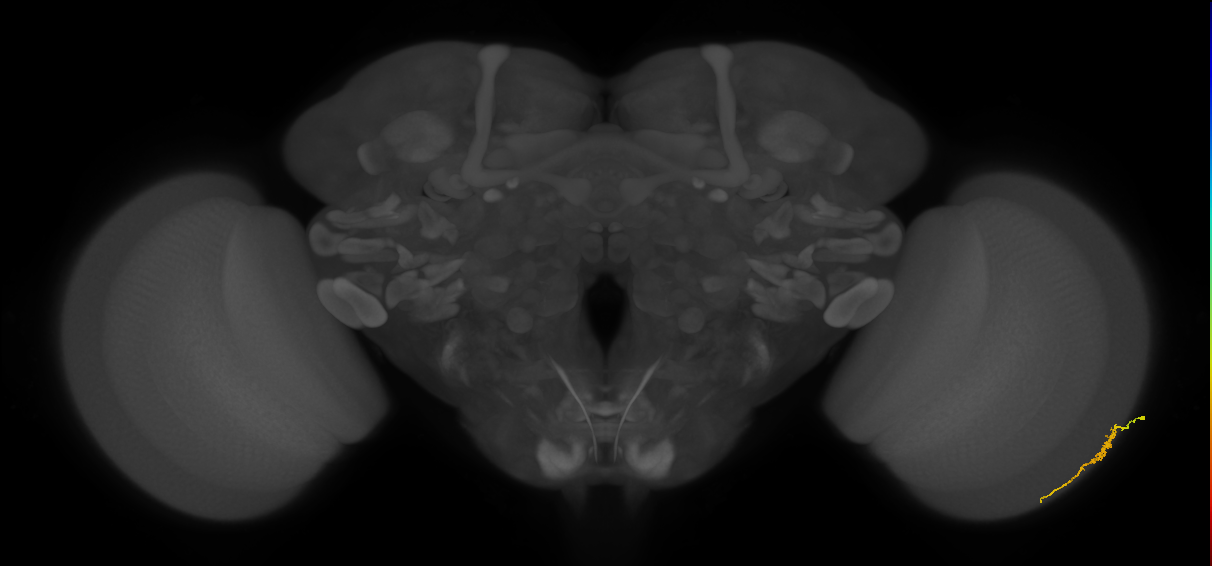 Dm3a_R (MaleCNS:129539)