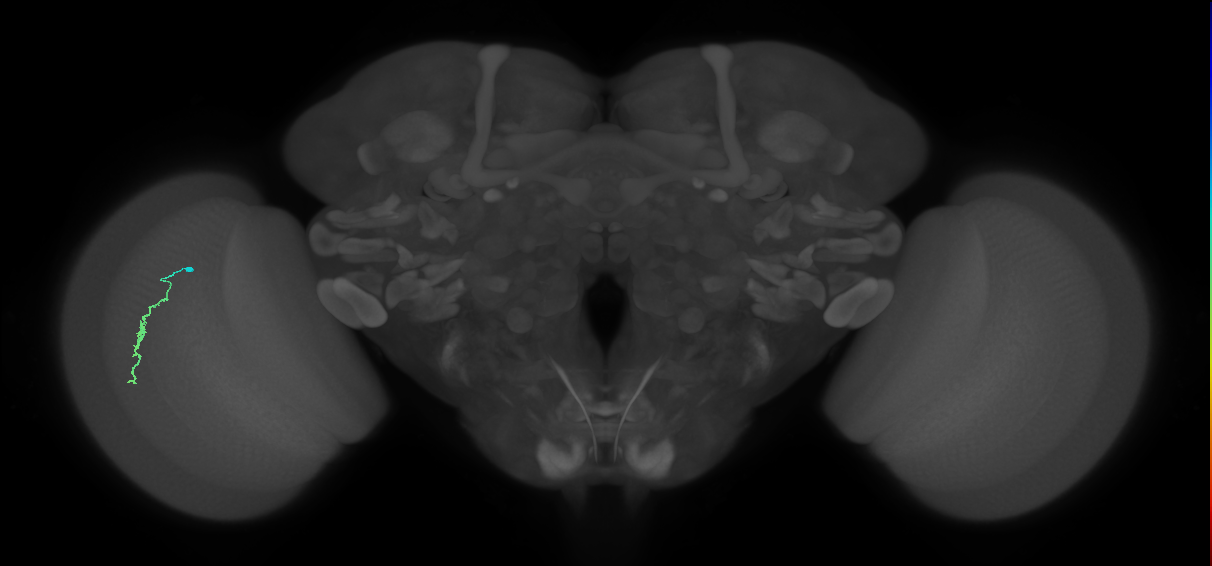 Dm3a_L (MaleCNS:543367)