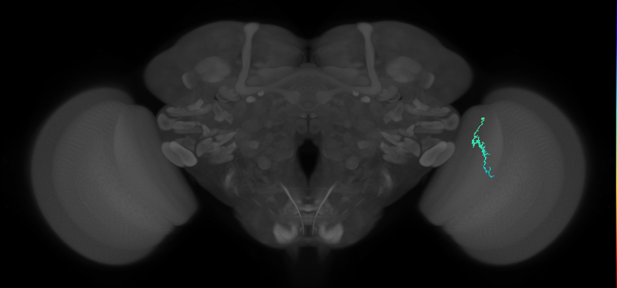 Dm3a_R (MaleCNS:157497)
