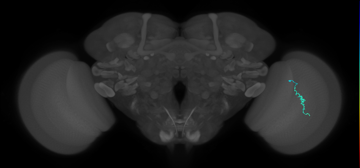 Dm3a_R (MaleCNS:190436)