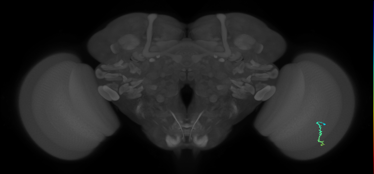 Dm3a_R (MaleCNS:110102)