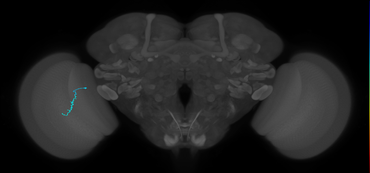 Dm3a_L (MaleCNS:214888)