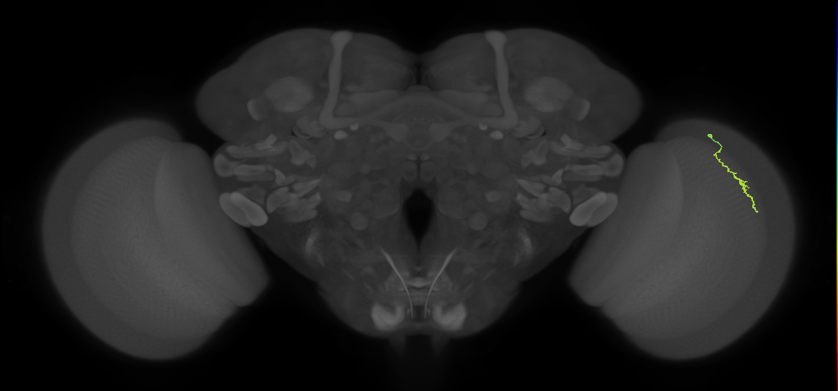 Dm3a_R (MaleCNS:148219)