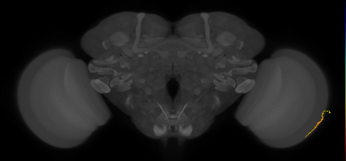 Dm3a_R (MaleCNS:177013)
