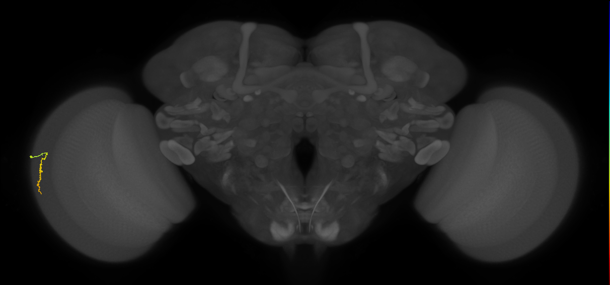 Dm3a_L (MaleCNS:520707)