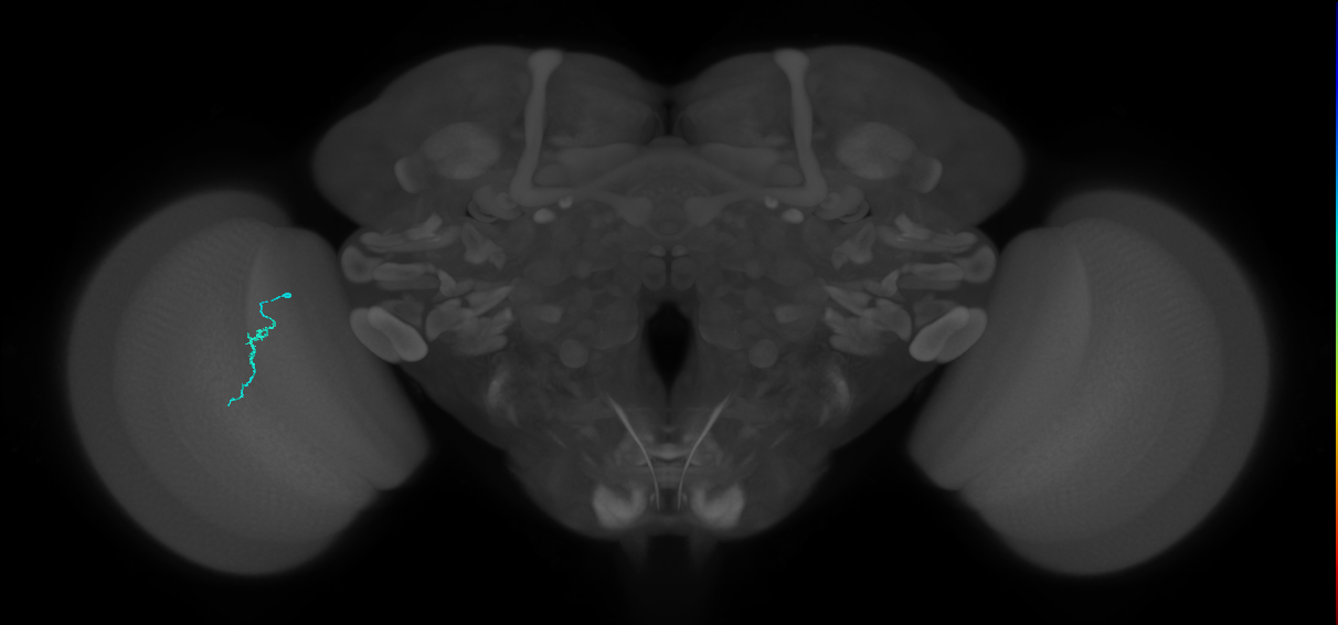 Dm3a_L (MaleCNS:123283)