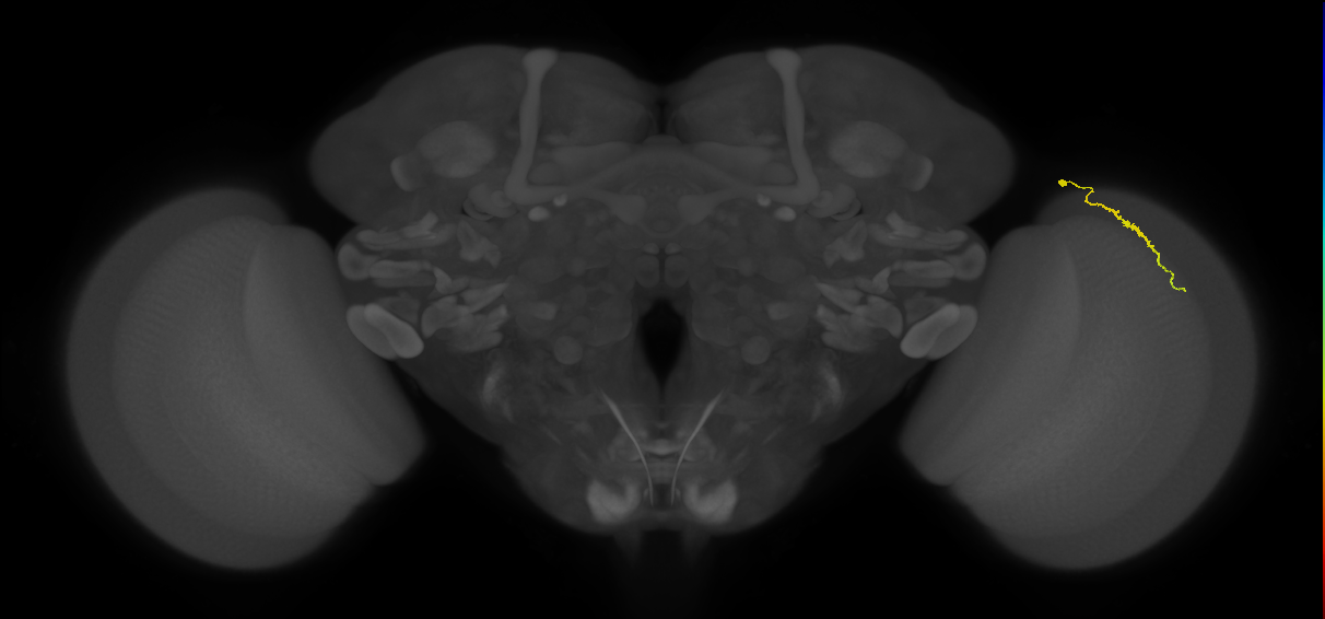 Dm3a_R (MaleCNS:130105)