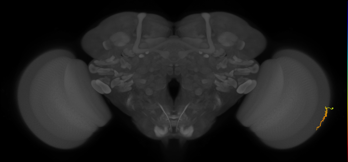 Dm3a_R (MaleCNS:134268)