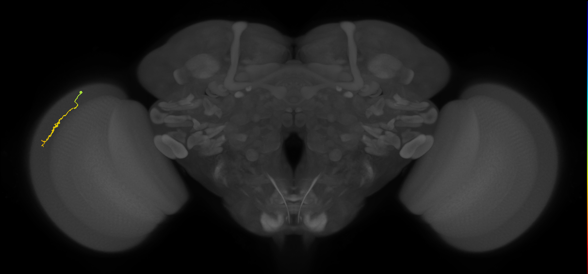 Dm3a_L (MaleCNS:144156)