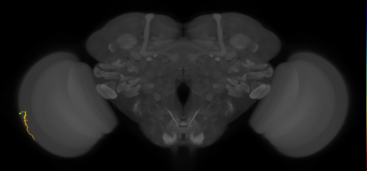 Dm3a_L (MaleCNS:513461)