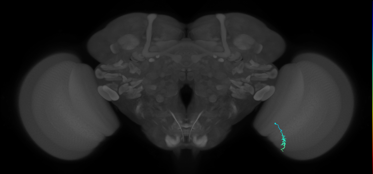 Dm3a_R (MaleCNS:140354)