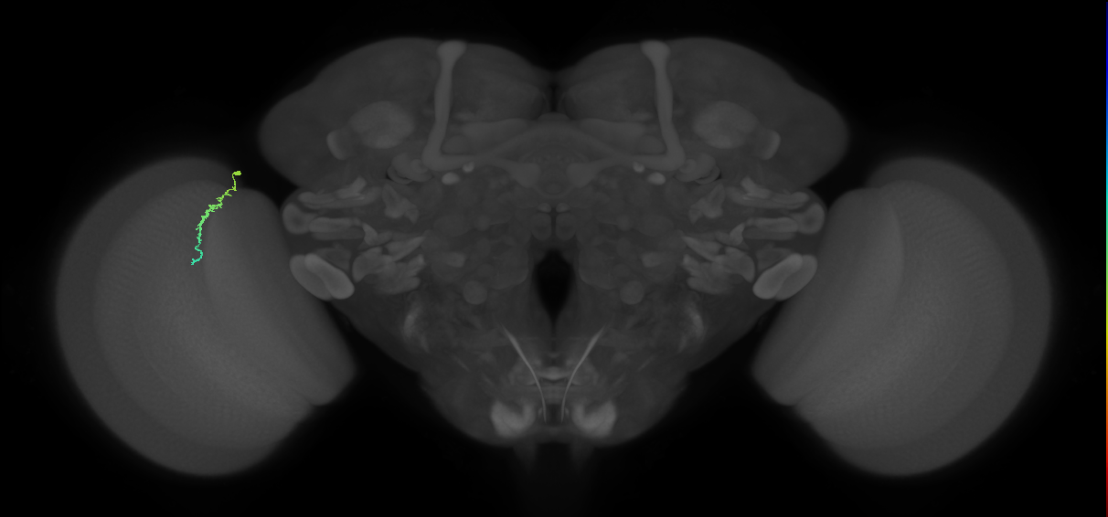 Dm3a_L (MaleCNS:159418)