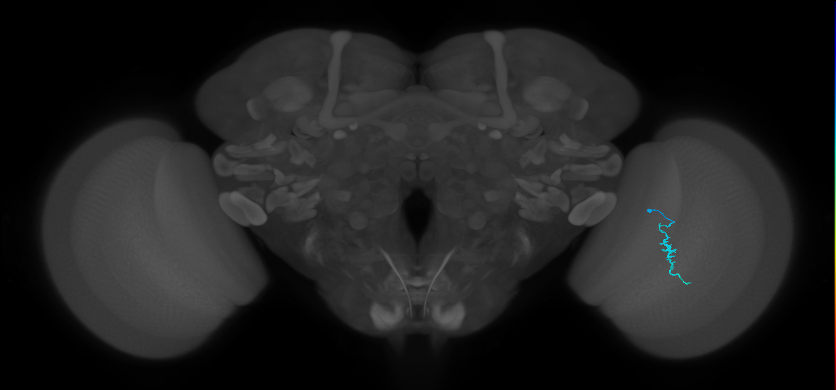 Dm3a_R (MaleCNS:184357)