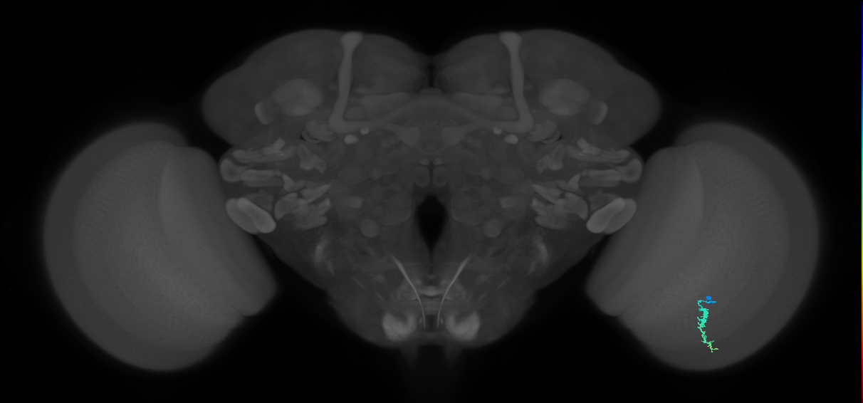 Dm3a_R (MaleCNS:133858)