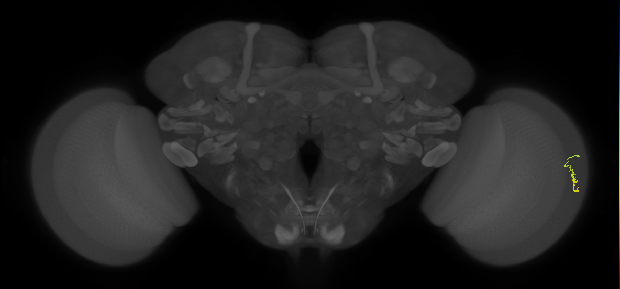 Dm3a_R (MaleCNS:142886)