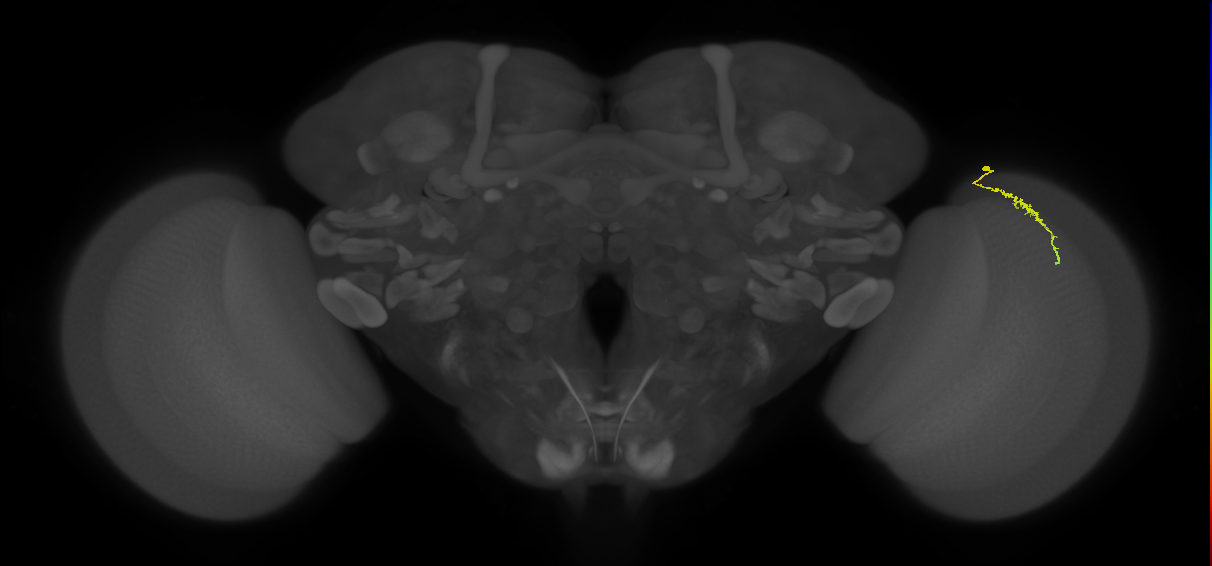 Dm3a_R (MaleCNS:138386)