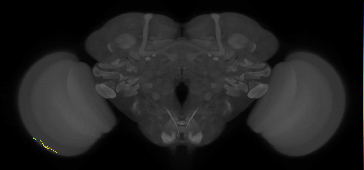 Dm3a_L (MaleCNS:549335)
