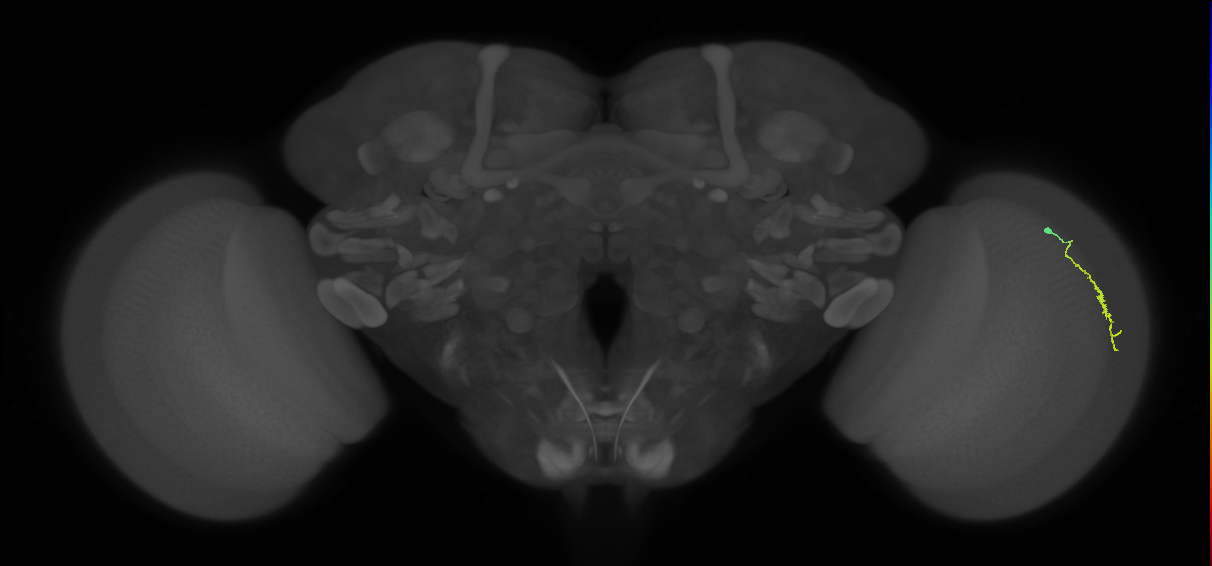 Dm3a_R (MaleCNS:137799)