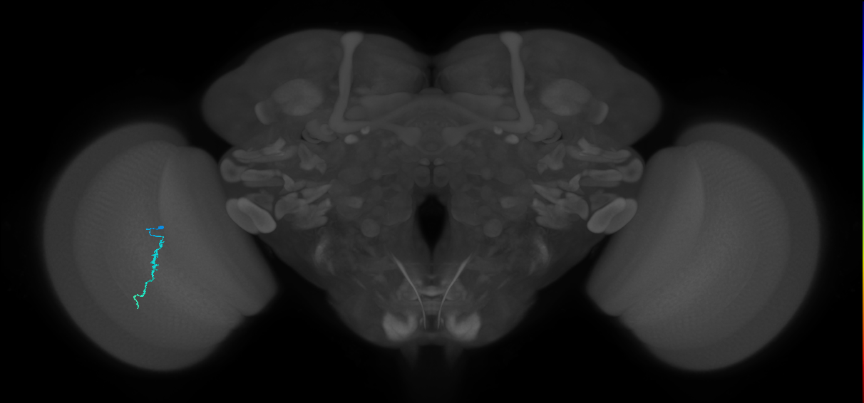 Dm3a_L (MaleCNS:139776)
