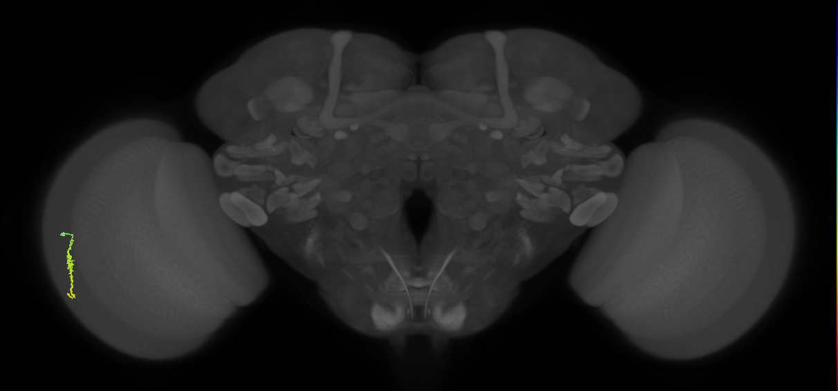 Dm3a_L (MaleCNS:100293)