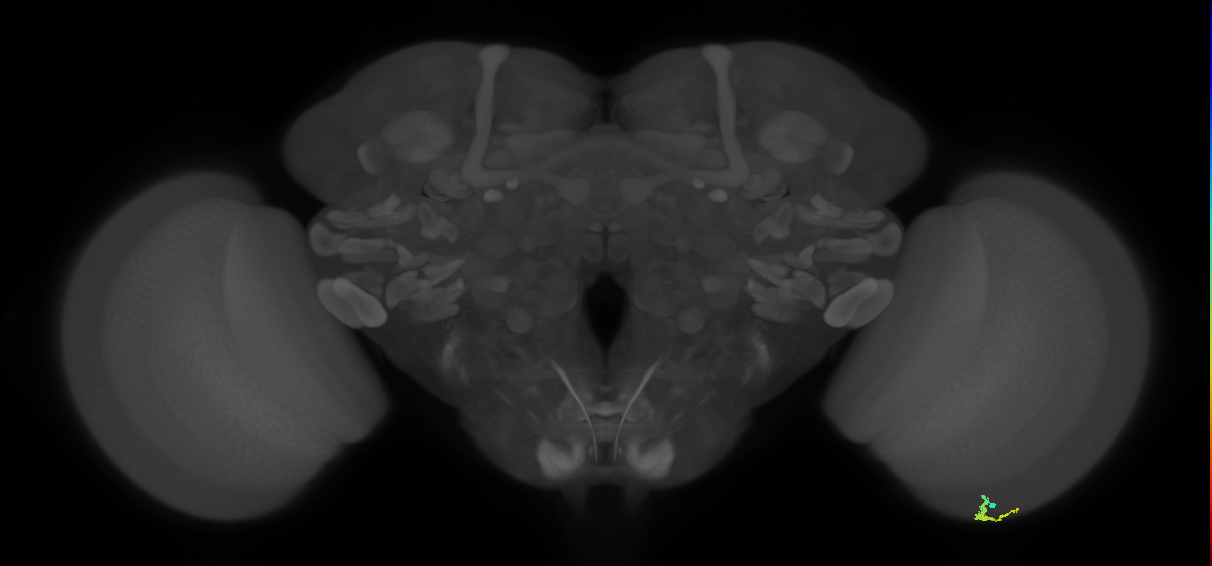 Dm3a_R (MaleCNS:140205)