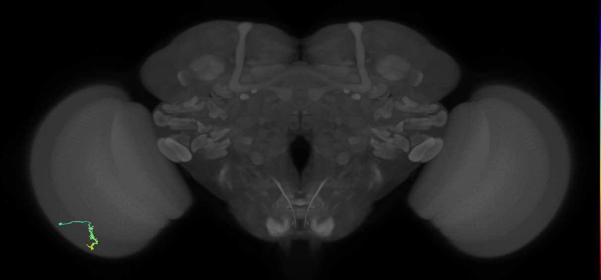 Dm3a_L (MaleCNS:566897)