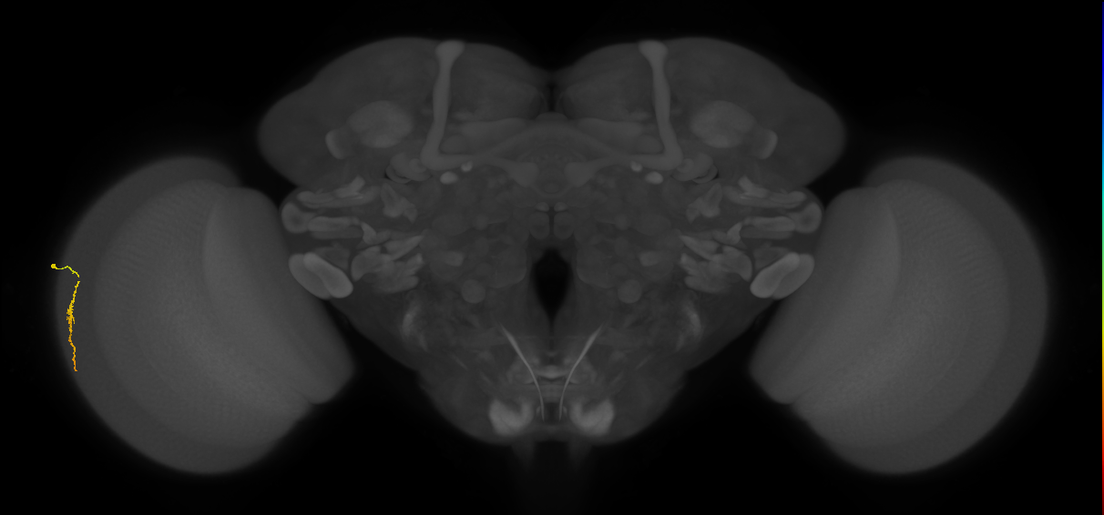 Dm3a_L (MaleCNS:544397)