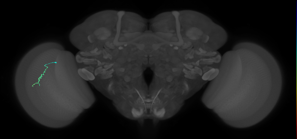Dm3a_L (MaleCNS:130261)