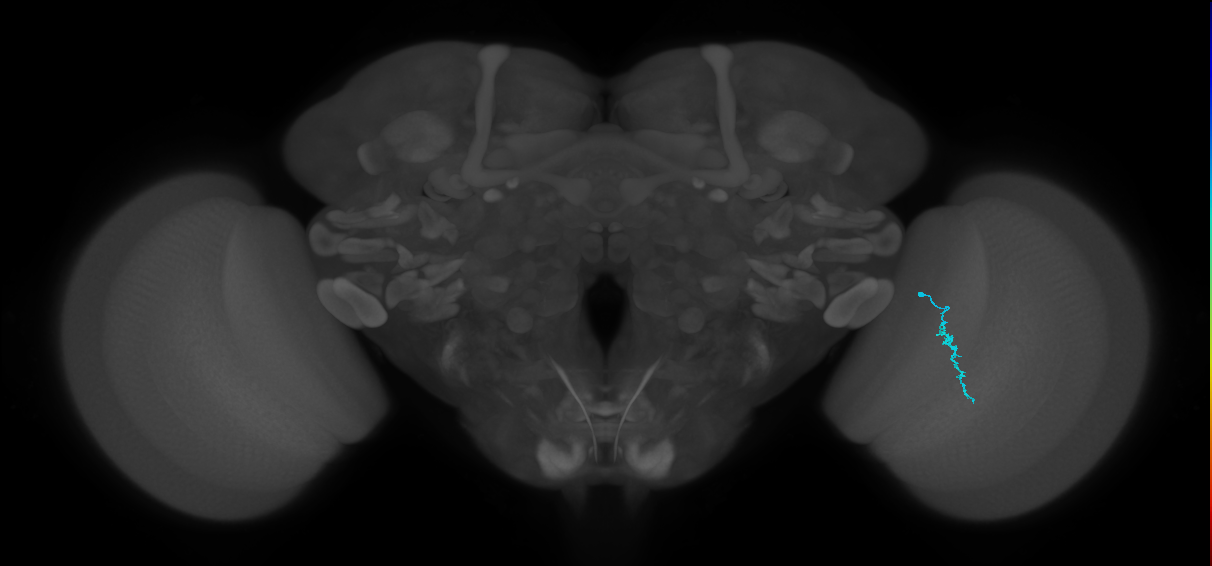 Dm3a_R (MaleCNS:155092)