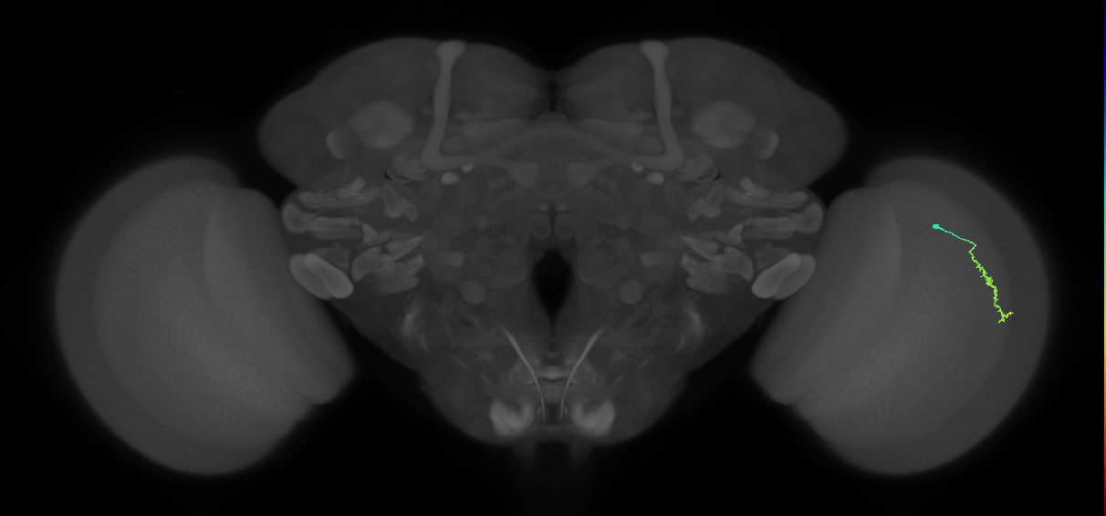 Dm3a_R (MaleCNS:134003)