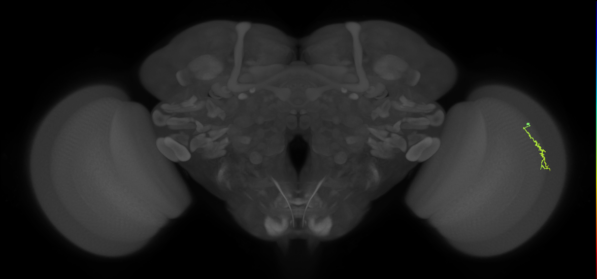 Dm3a_R (MaleCNS:137757)