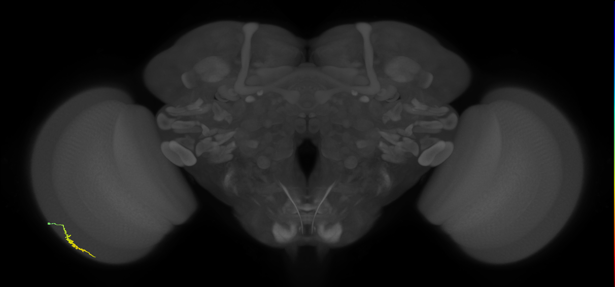 Dm3a_L (MaleCNS:129630)