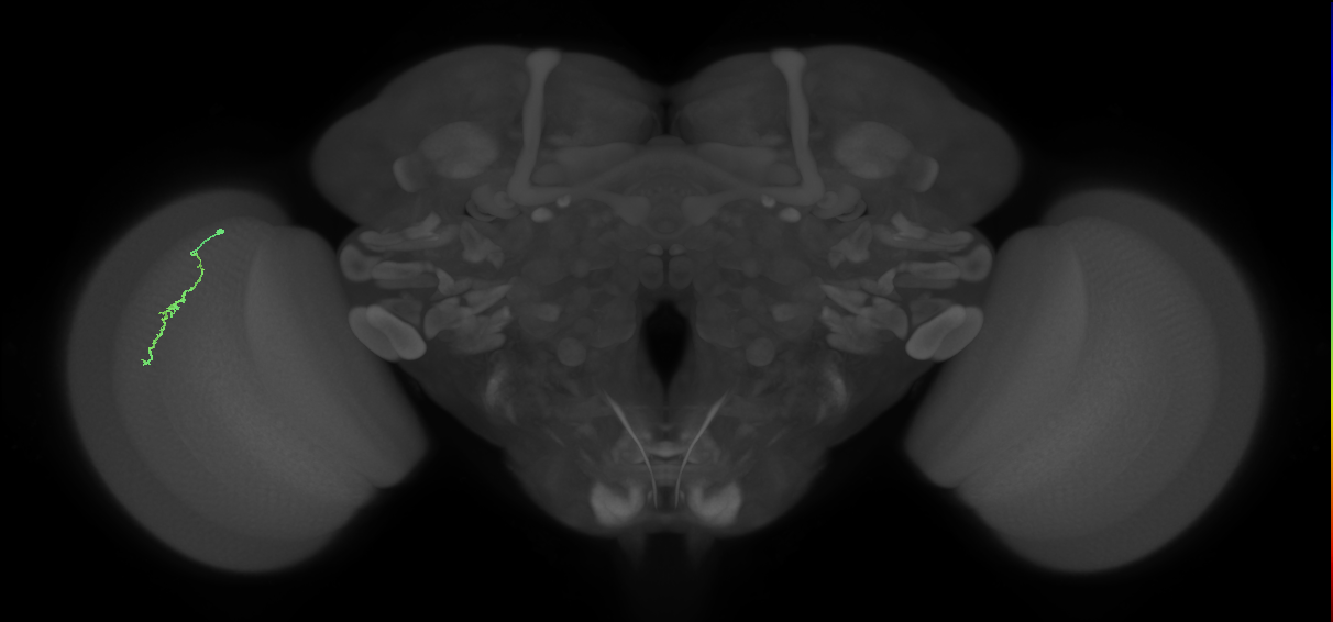 Dm3a_L (MaleCNS:926425)