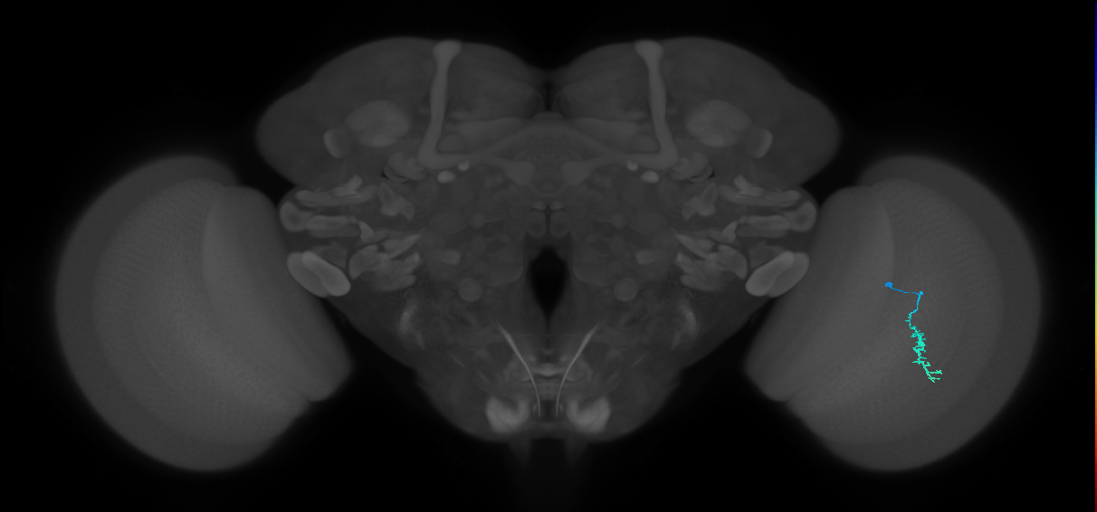 Dm3a_R (MaleCNS:118786)