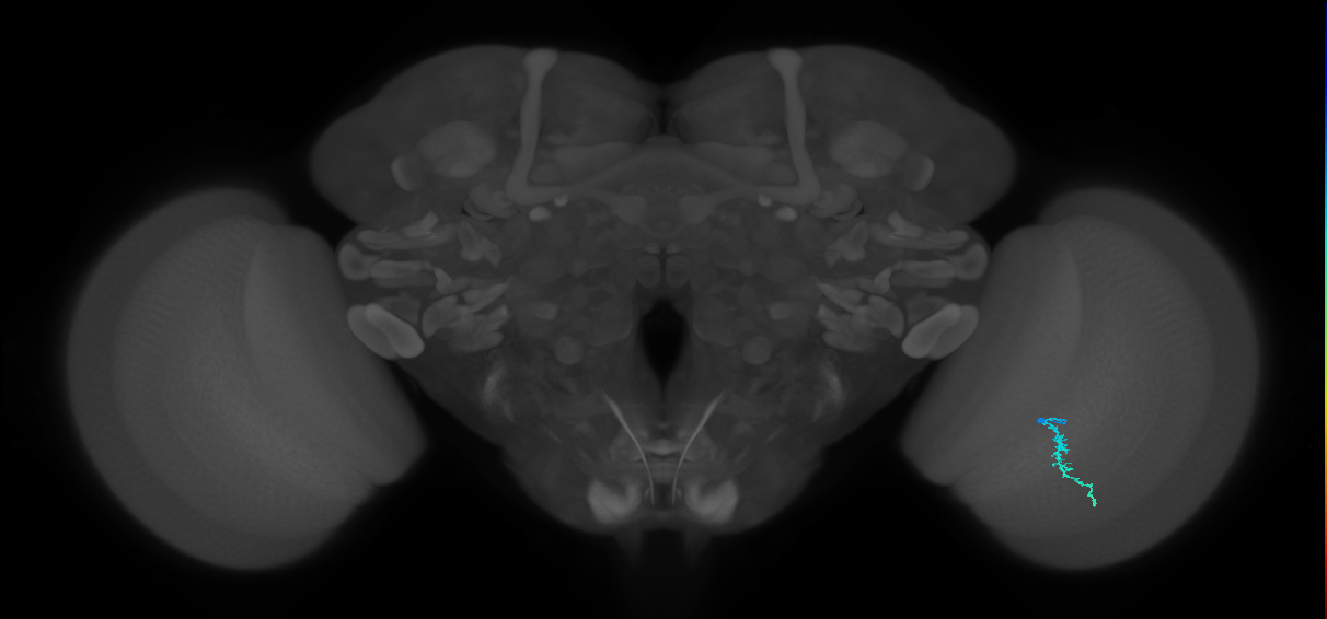 Dm3a_R (MaleCNS:140840)