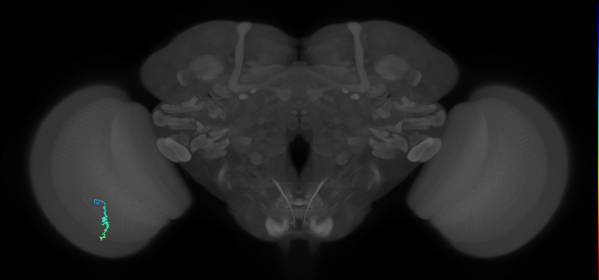 Dm3a_L (MaleCNS:537475)