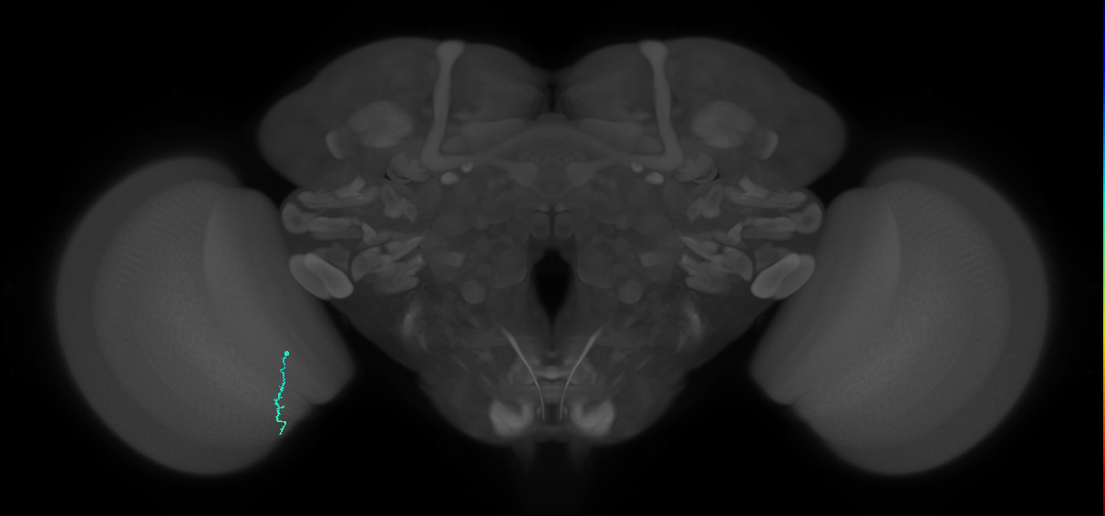 Dm3a_L (MaleCNS:223824)
