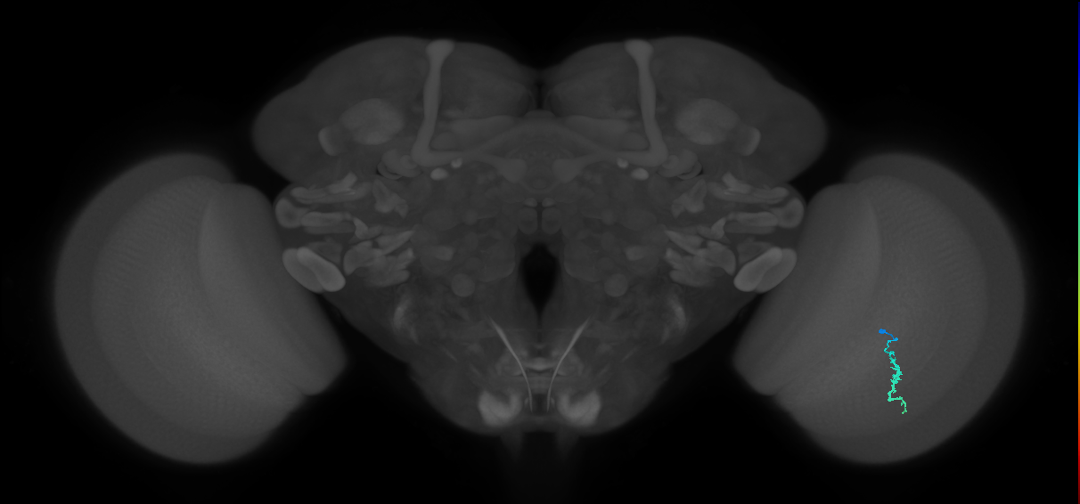 Dm3a_R (MaleCNS:134572)