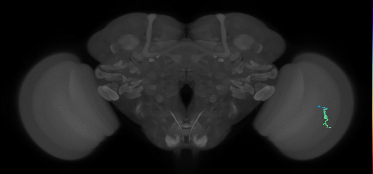 Dm3a_R (MaleCNS:125612)