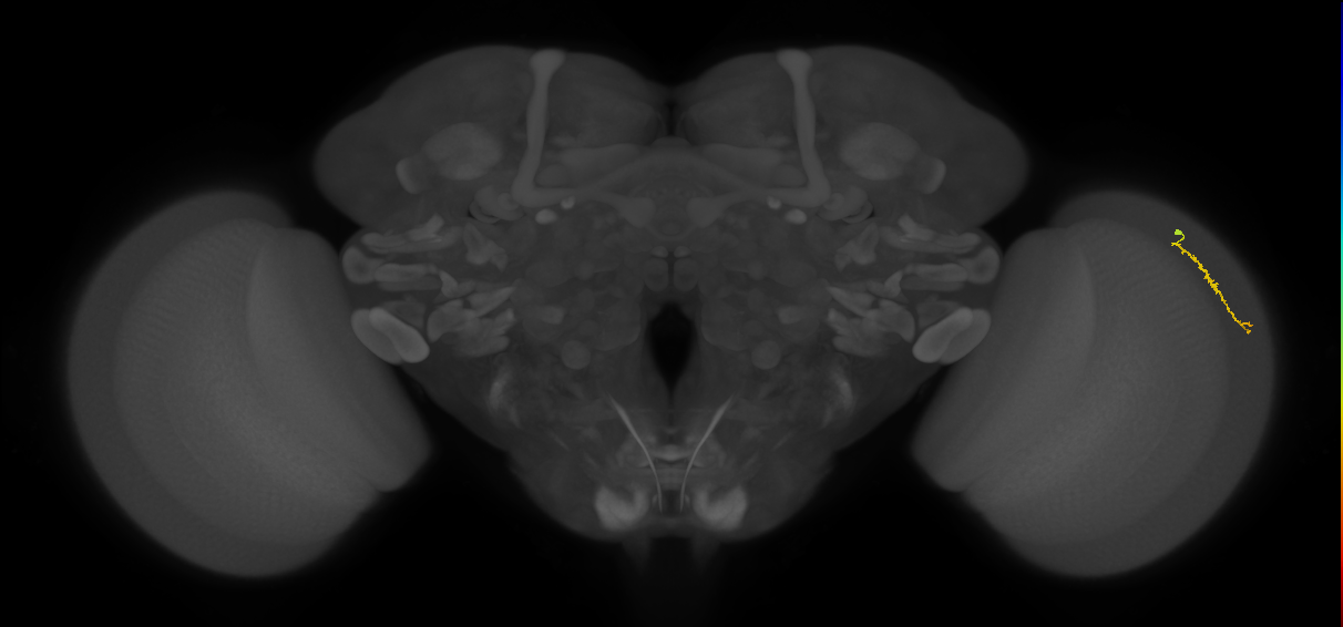 Dm3a_R (MaleCNS:143159)