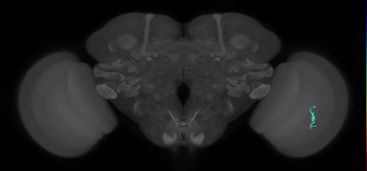 Dm3a_R (MaleCNS:140679)