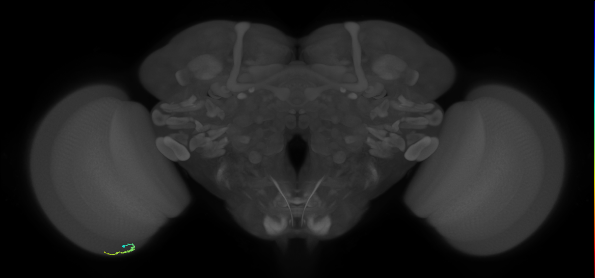 Dm3a_L (MaleCNS:550491)