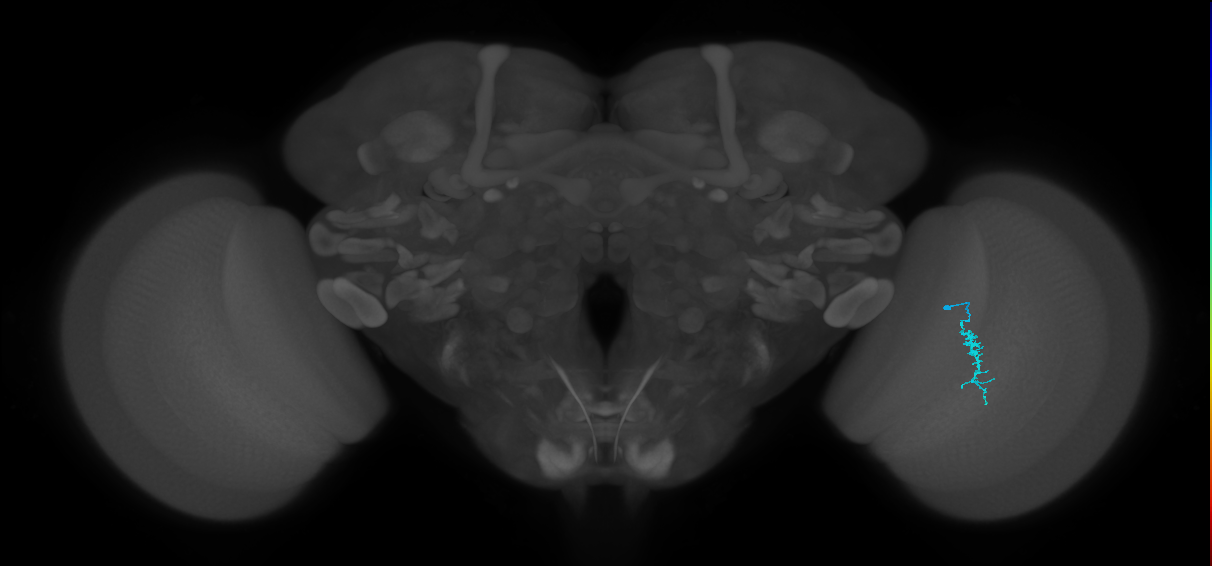 Dm3a_R (MaleCNS:139986)