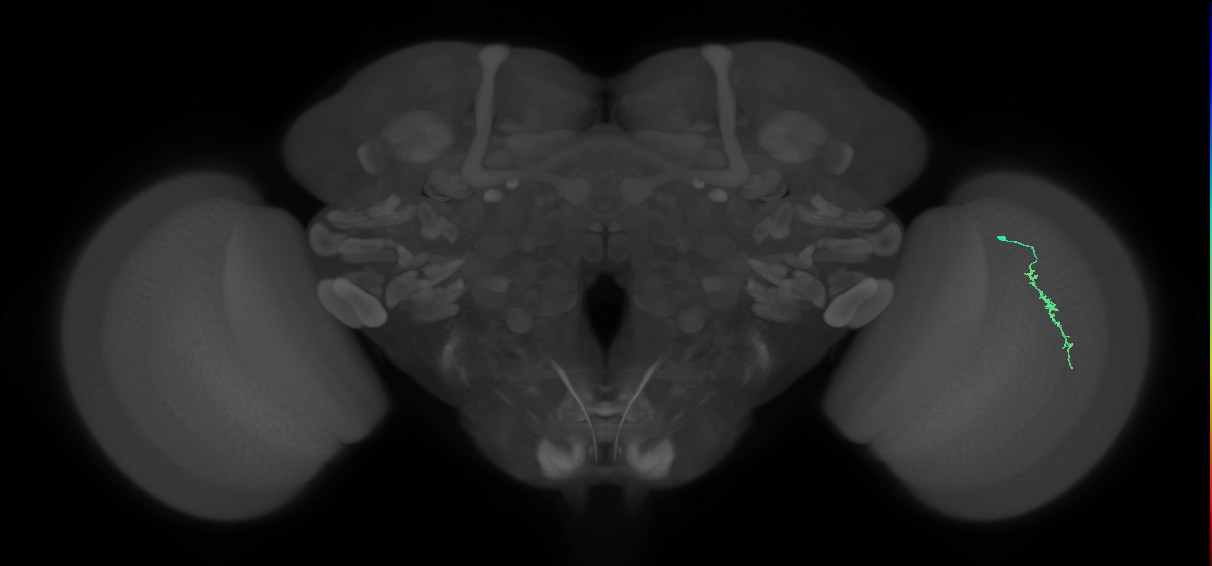Dm3a_R (MaleCNS:145045)
