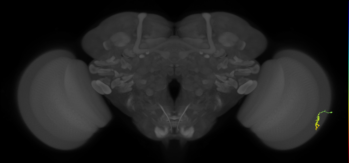Dm3a_R (MaleCNS:110224)