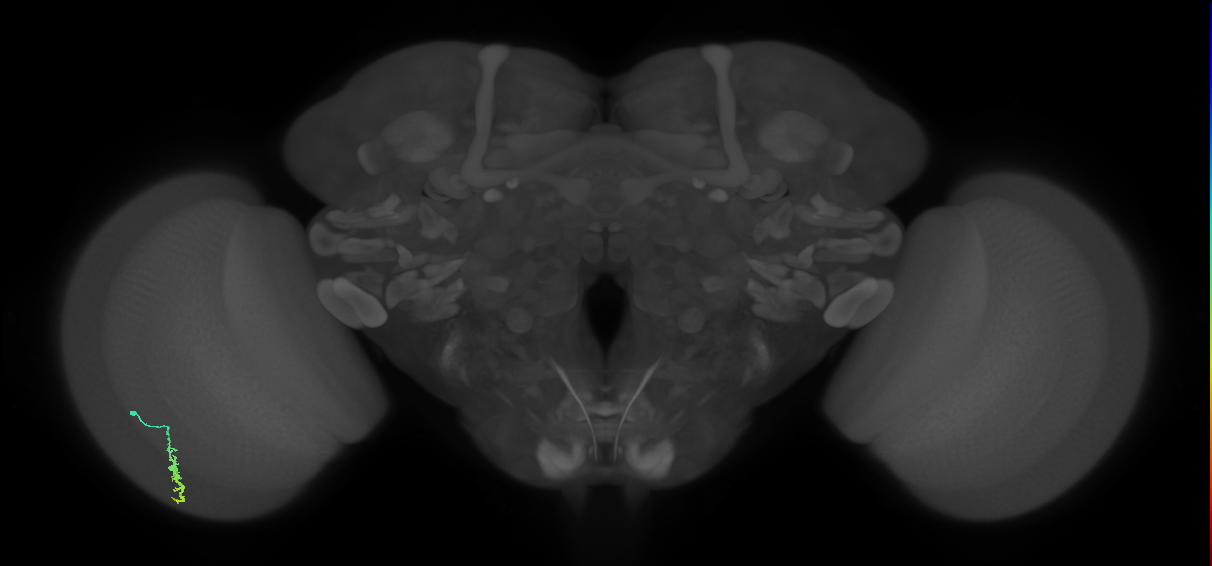 Dm3a_L (MaleCNS:123459)