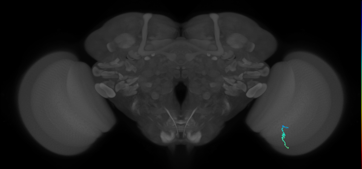 Dm3a_R (MaleCNS:144534)
