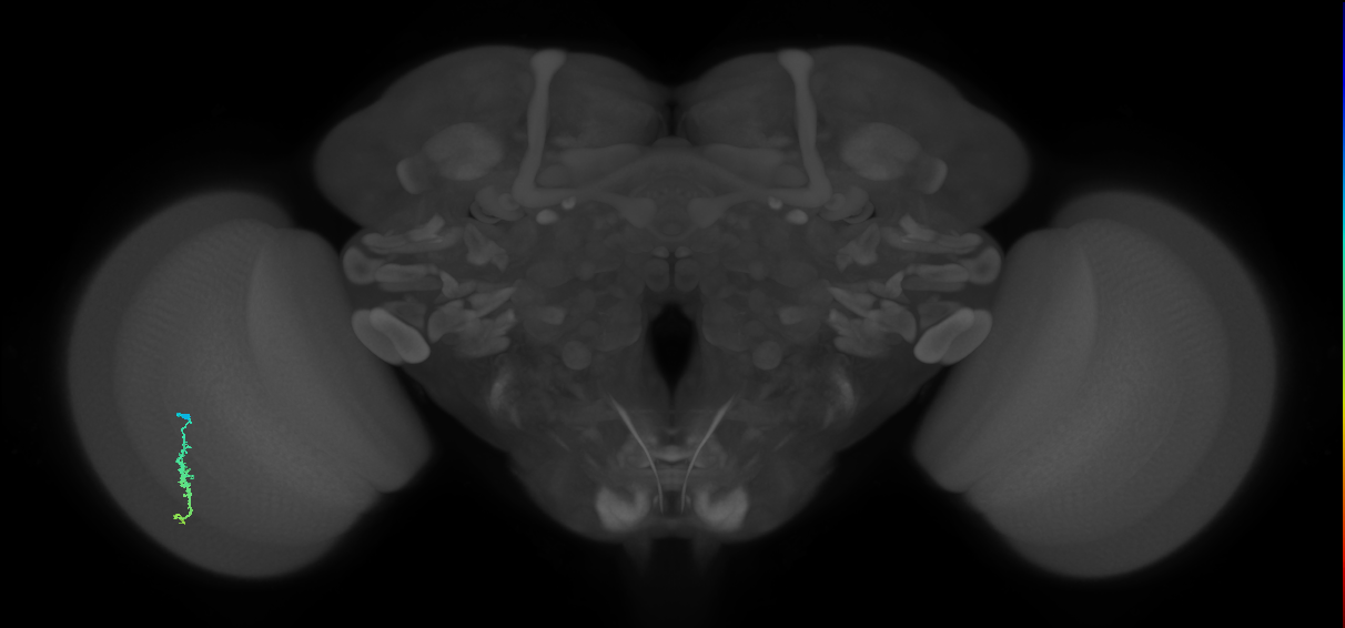 Dm3a_L (MaleCNS:552119)