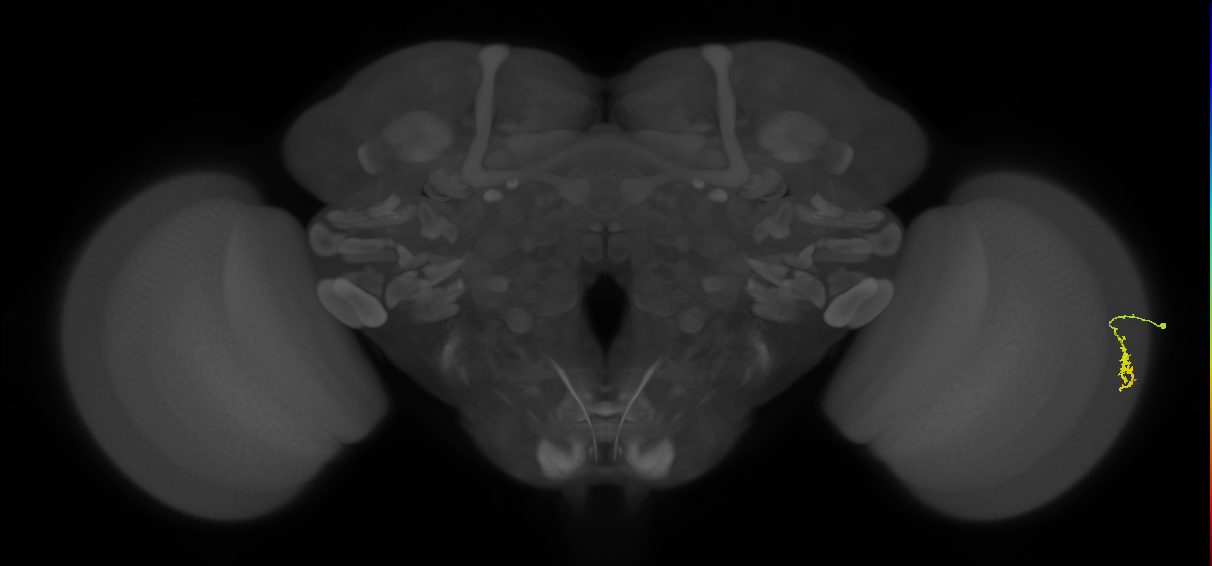 Dm3a_R (MaleCNS:157577)